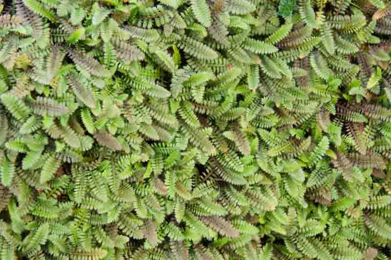 Verdigris Brass Buttons, New Zeland Brass Buttons, Leptinella potentillina, Cotula potentillina, Ground Cover, Lawn Alternative
