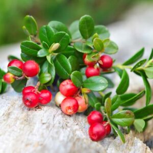 Lingonberry, Partridgeberry, Mountain Cranberry, Cowberry, Vaccinium vitis-idaea, berries, evergreen shrub