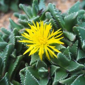 Tiger Jaws, Shark's Jaws, Tiger Chop, Tiger Jaw, Tiger's Chaps, Tiger's Claws, Tiger's Jaws,Tiger's Mouth, Faucaria tigrina, Succulent