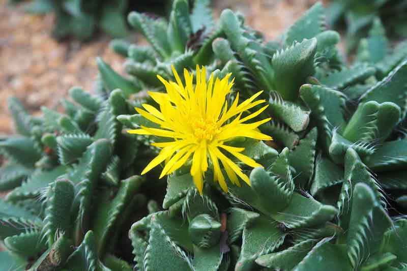 Tiger Jaws, Shark's Jaws, Tiger Chop, Tiger Jaw, Tiger's Chaps, Tiger's Claws, Tiger's Jaws,Tiger's Mouth, Faucaria tigrina, Succulent