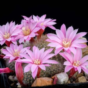 Rebutia narvaecensis , cactus, succulent, terrarium