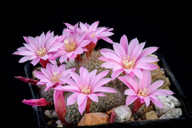 Rebutia narvaecensis , cactus, succulent, terrarium