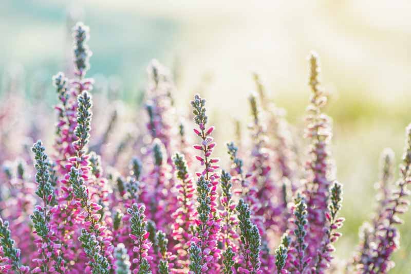Heather, Heath, Calluna, Caluna vulgaris,