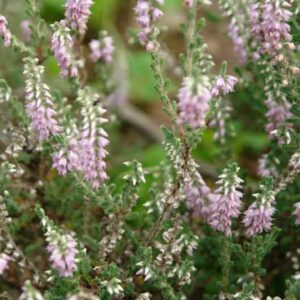Calluna Vulgaris 'Silver Knight', Heather 'Silver Knight', Ling 'Silver Knight', Scottish Heather 'Silver Knight', Scots Heather 'Silver Knight', Lavender Flowers,Silver Heath, Silver Heather
