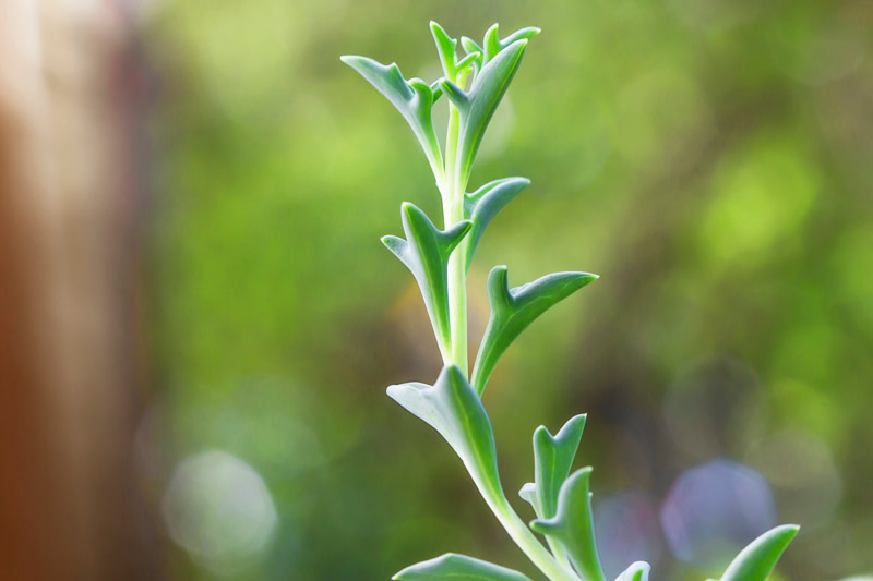 String of Dolphins, Dolphin Necklace, Flying Dolphins, Dolphin Plant, Senecio peregrinus, Curio peregrinus, Senecio hippogriff