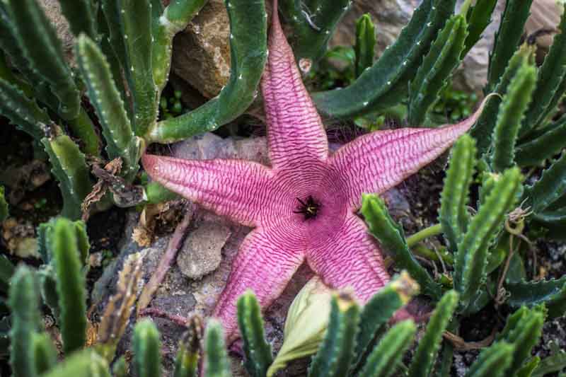 Carrion Flower, Carrion Plant, Starfish Flower, Giant Toad Plant, Starfish Cactus, Stapelia grandiflora