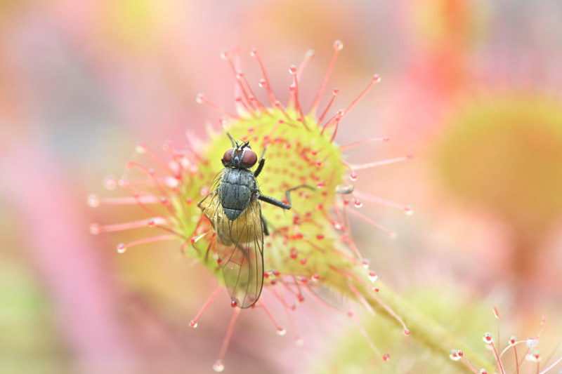 Roundleaf Sundew, Common Sundew, Drosera rotundifolia, Carnivorous Plant