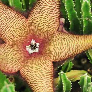 Carrion Flower, Carrion Plant, Starfish Flower, Giant Toad Plant, Starfish Cactus, Stapelia grandiflora