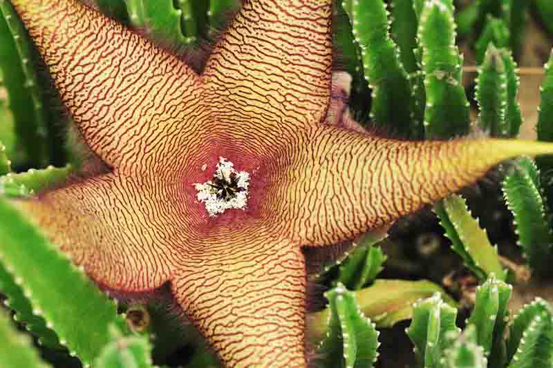 Carrion Flower, Carrion Plant, Starfish Flower, Giant Toad Plant, Starfish Cactus, Stapelia grandiflora