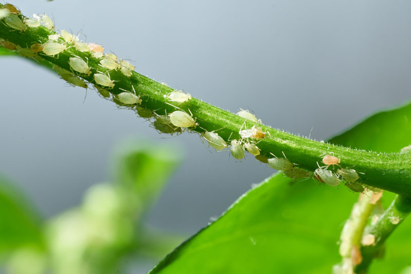 Aphids, pests, insect pests, houseplants