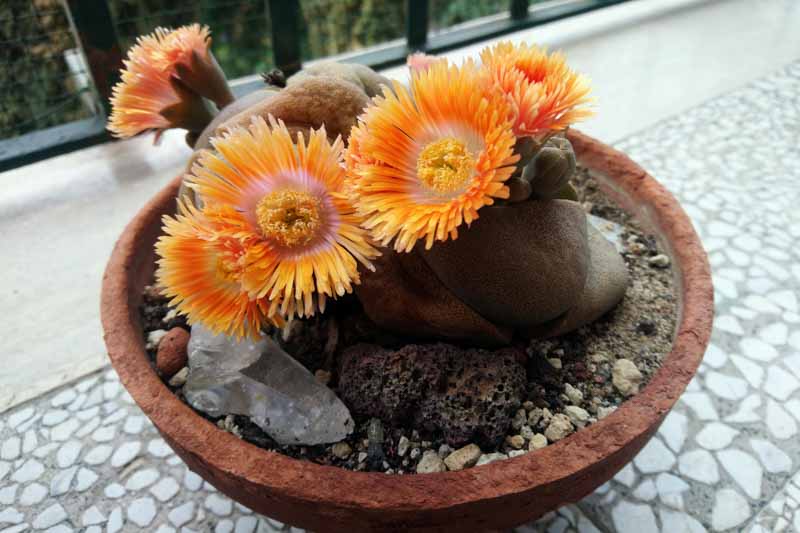 Split Rock, Stone Plant, Liver Plant, Split Rock Plant, Pleiospilos nelii, Succulent, Terrarium