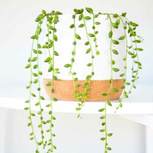 String of Bananas, Senecio radicans, Curio radicans, Trailing Succulent, Trailing Houseplant