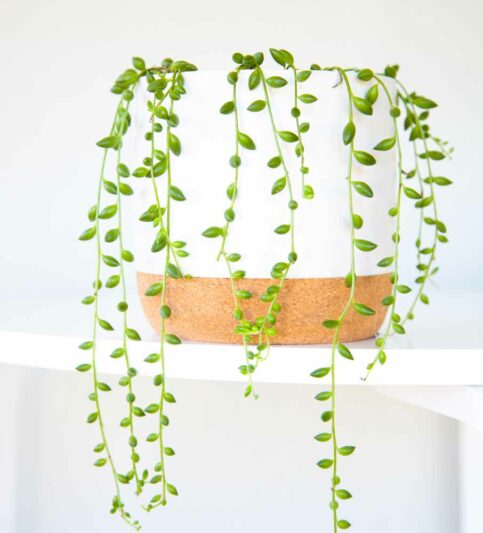 String of Bananas, Senecio radicans, Curio radicans, Trailing Succulent, Trailing Houseplant