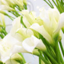 Calla Lily, Calla Lily Toxic, Dog, Calla Lilies, Toxic Plants, Toxic Flowers