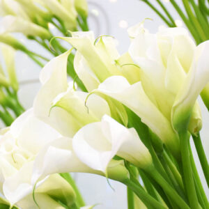 Calla Lily, Calla Lily Toxic, Dog, Calla Lilies, Toxic Plants, Toxic Flowers