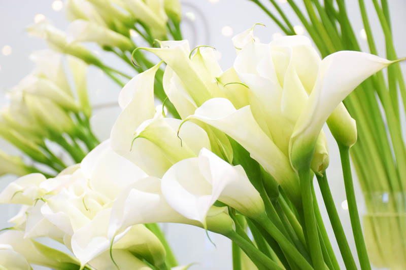 Calla Lily, Calla Lily Toxic, Dog, Calla Lilies, Toxic Plants, Toxic Flowers