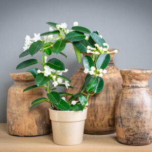 Madagascar Jasmine, Bridal Wreath, Bride's Flower, Clustered Wax Flower, Hawaiian Wedding Flower, Wax Flower, Stephanotis floribunda, Houseplant, Hanging Basket