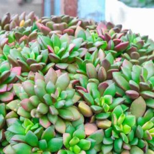 Sand Rose, Anacampseros rufescens, Succulent,Succulents, Terrarium, Drought Tolerant Plant