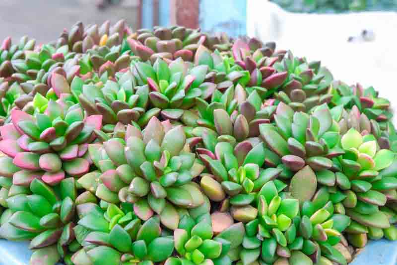 Sand Rose, Anacampseros rufescens, Succulent,Succulents, Terrarium, Drought Tolerant Plant