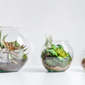 Succulent Terrarium Terrarium, Open Terrarium, Succulents