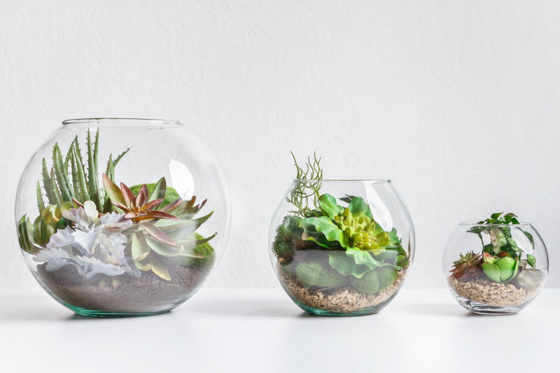 Succulent Terrarium Terrarium, Open Terrarium, Succulents