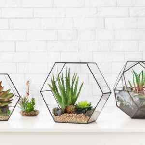 Open Terrarium, Terrarium Plants, Terrarium, Succulent Terrarium