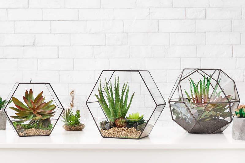 Open Terrarium, Terrarium Plants, Terrarium, Succulent Terrarium