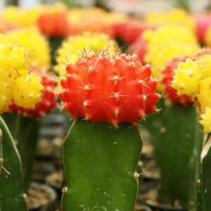 Chin Cactus, Moon Cactus, Plaid Cactus, Gymnocalycium mihanovichii, Succulent, Succulents, Terrarium