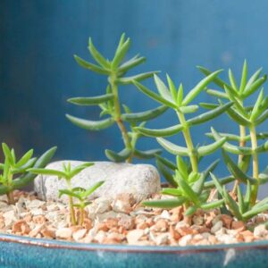 Miniature Pine Tree, Crassula tetragona, Baby Pine of China, Succulent, Terrarium