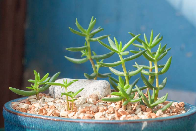 Miniature Pine Tree, Crassula tetragona, Baby Pine of China, Succulent, Terrarium