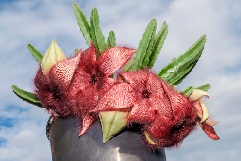 Carrion Flower, Carrion Plant, Starfish Flower, Giant Toad Plant, Starfish Cactus, Stapelia grandiflora