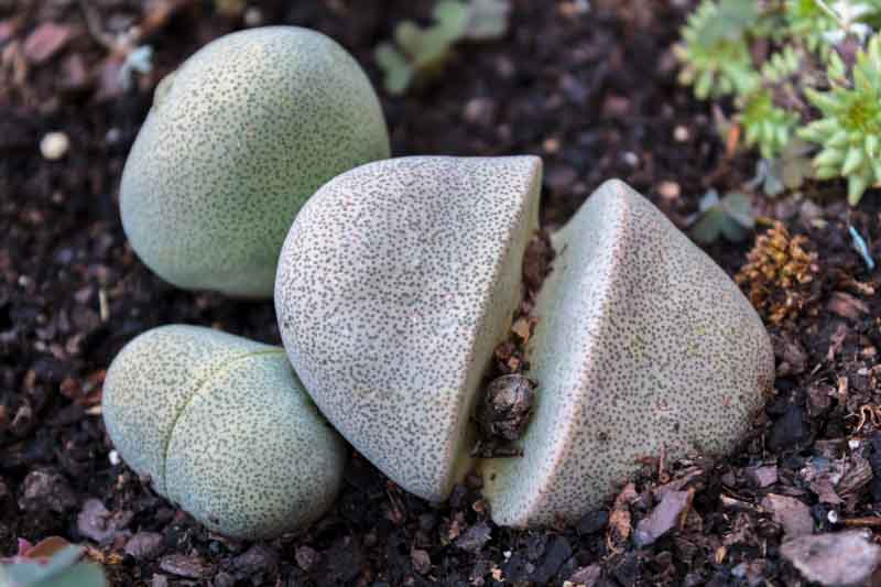 Split Rock, Stone Plant, Liver Plant, Split Rock Plant, Pleiospilos nelii, Succulent, Terrarium