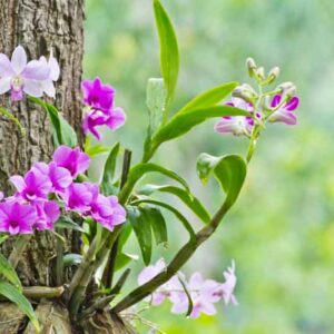 Epiphyte, Epiphytes, Orchid on Tree, Orchid, Orchids