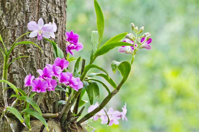 Epiphyte, Epiphytes, Orchid on Tree, Orchid, Orchids