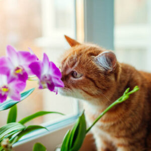 Orchid, Orchids,Toxic to Cats, Poisonous to Cats, Indoor Plants, Houseplants,