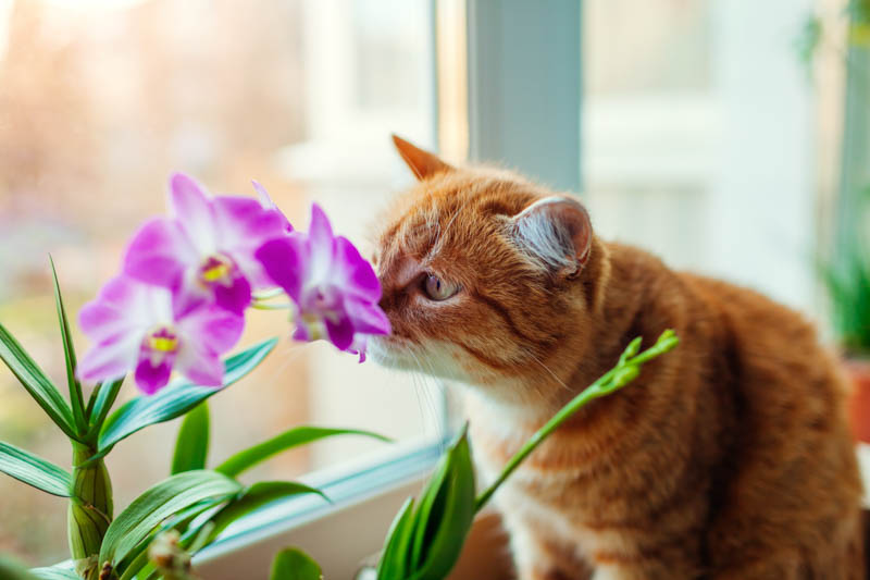 Orchid, Orchids,Toxic to Cats, Poisonous to Cats, Indoor Plants, Houseplants,