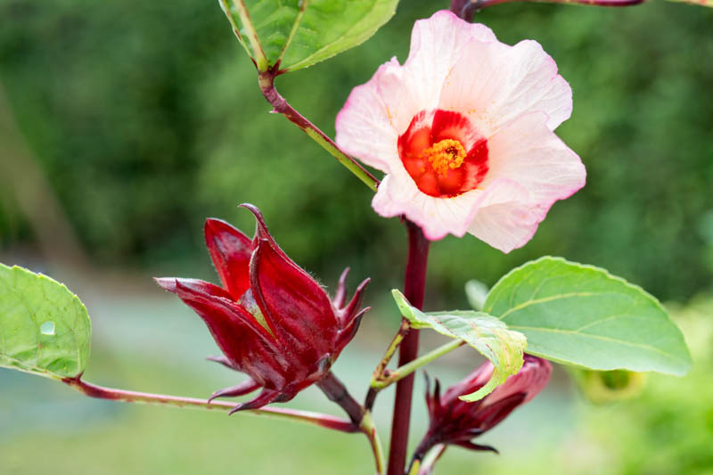 Roselle, hibiscus sabdariffa, Florida Cranberry, Indian Sorrel, Jamaican Tea, Maple-Leaf Hibiscus, October Hibiscus, Red Sorrell