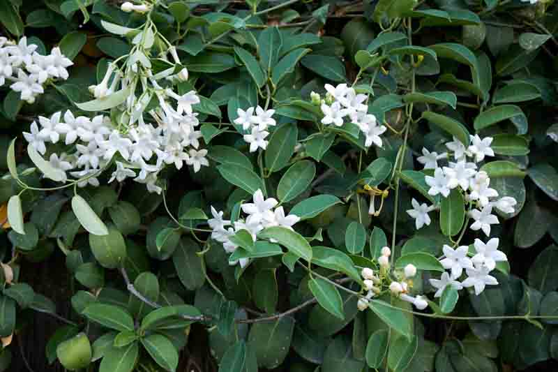 Madagascar Jasmine, Bridal Wreath, Bride's Flower, Clustered Wax Flower, Hawaiian Wedding Flower, Wax Flower, Stephanotis floribunda, Houseplant, Hanging Basket