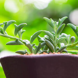 String of Dolphins, Dolphin Necklace, Flying Dolphins, Dolphin Plant, Senecio peregrinus, Curio peregrinus, Senecio hippogriff