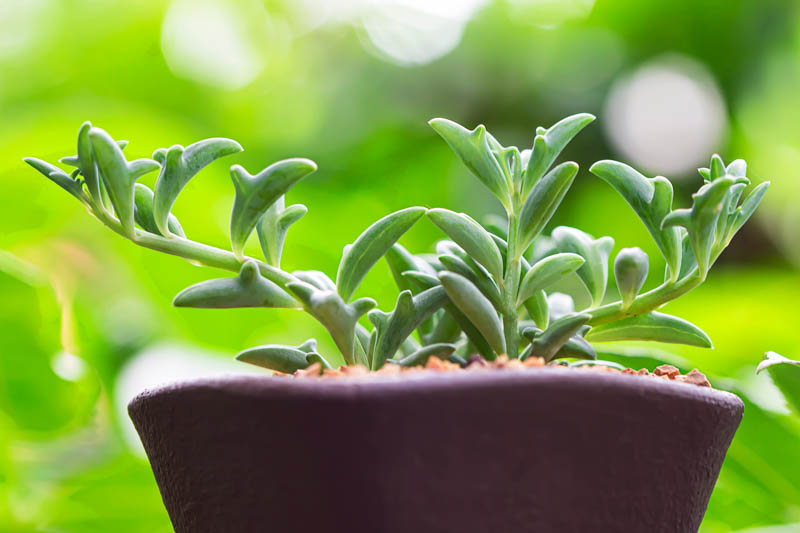 String of Dolphins, Dolphin Necklace, Flying Dolphins, Dolphin Plant, Senecio peregrinus, Curio peregrinus, Senecio hippogriff