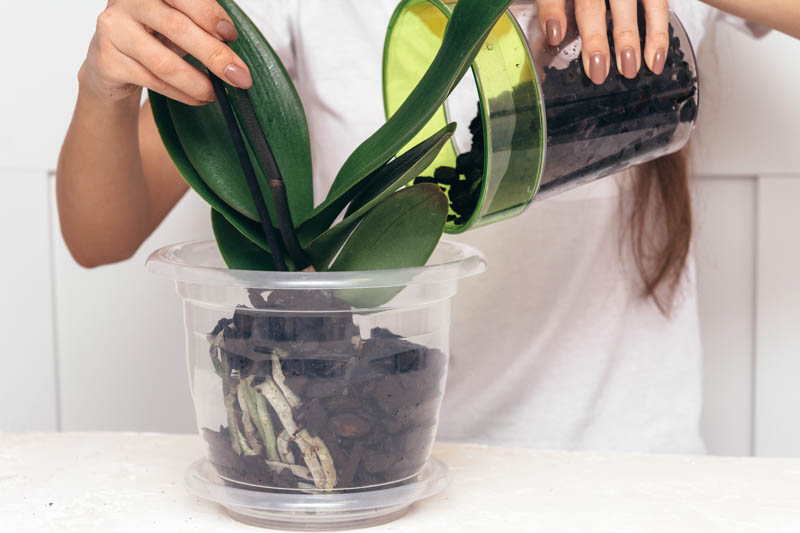 How to repot an orchid, Repotting an orchid, Orchid, Orchids, Orchid Care