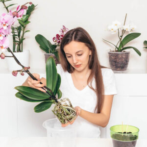 How to repot an orchid, Repotting an orchid, Orchid, Orchids, Orchid Care