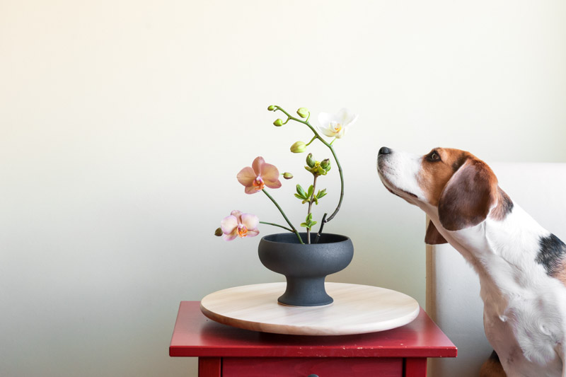 Orchid, Orchids,Toxic to Dogs, Poisonous to Dogs, Indoor Plants, Houseplants,