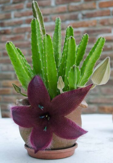Stapelia grandiflora Starfish Flower All You Need To Know