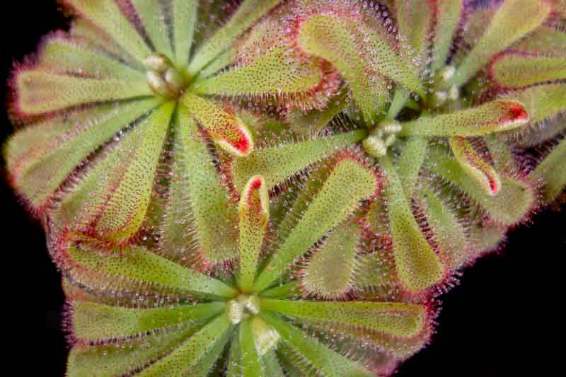 Alice's Sundew, Alice Sundew, Princess Alice's Sundew, Drosera alicia, Carnivorous Plant, Terrarium