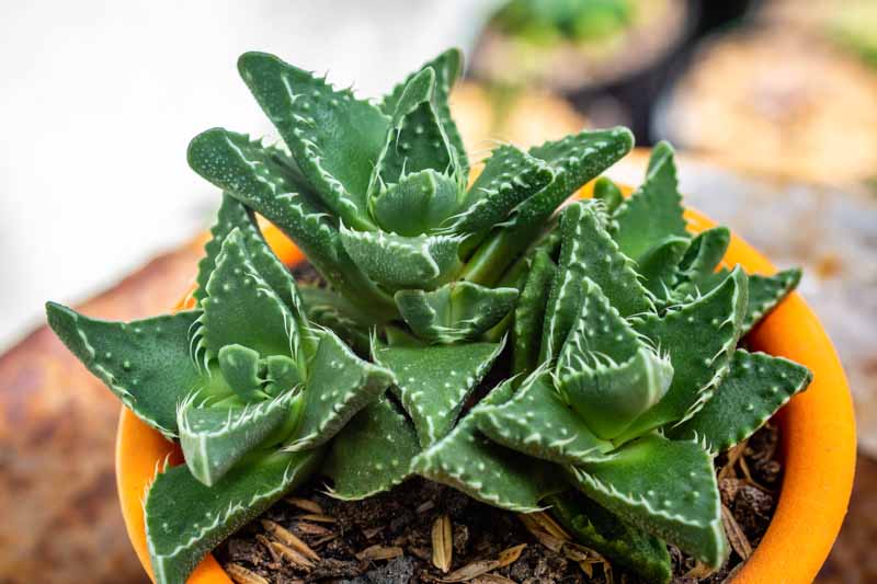 Tiger Jaws, Shark's Jaws, Tiger Chop, Tiger Jaw, Tiger's Chaps, Tiger's Claws, Tiger's Jaws,Tiger's Mouth, Faucaria tigrina, Succulent