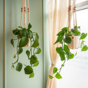 Indoor Vining Plant, Indoor Trailing Plant, Indoor Climbing Vine, Home Decor, Hanging Basketsa