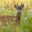Deer, meadow, wildflowers