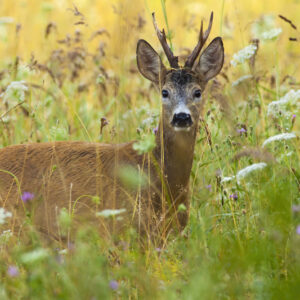 Deer, meadow, wildflowers