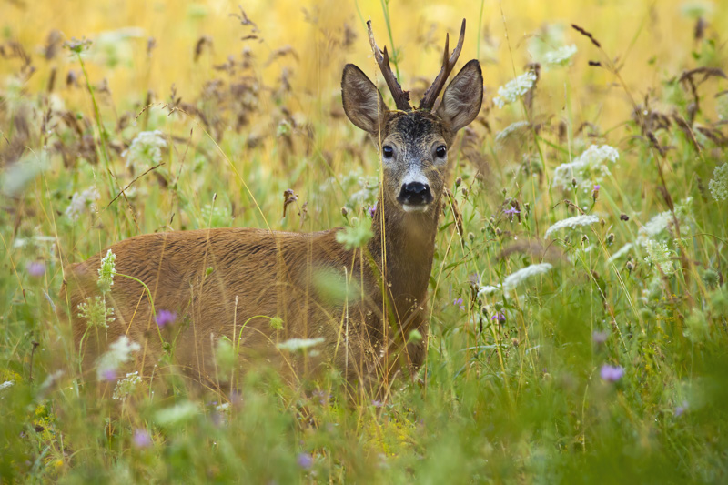 Deer, meadow, wildflowers